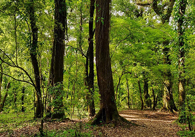 Mawphlang Sacred Forest