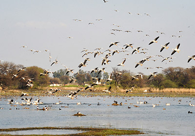 Sultanpur Bird Sanctuary