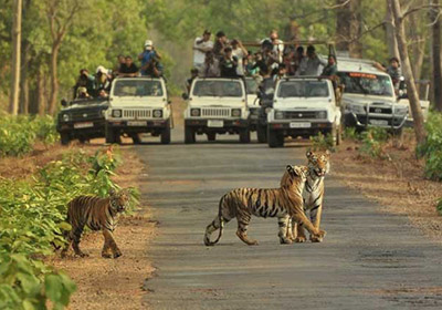 Bannerghatta National Park