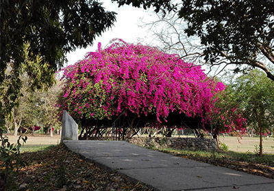 Bougenvillea Garden