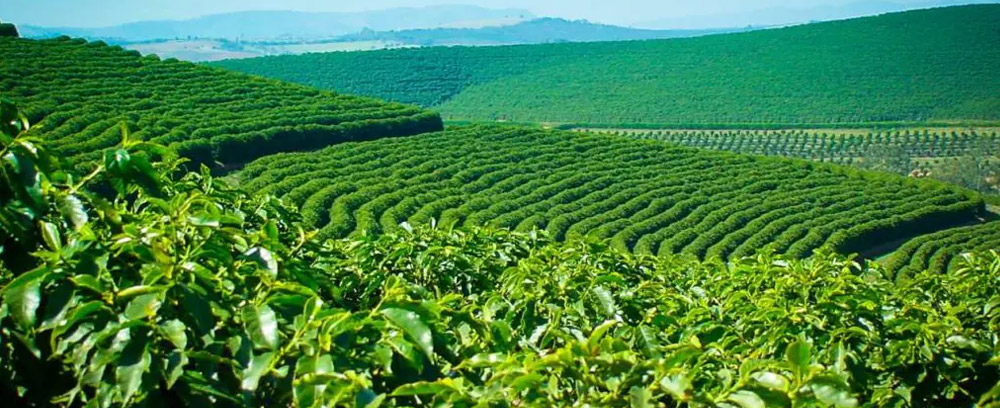 Coffee Plantations