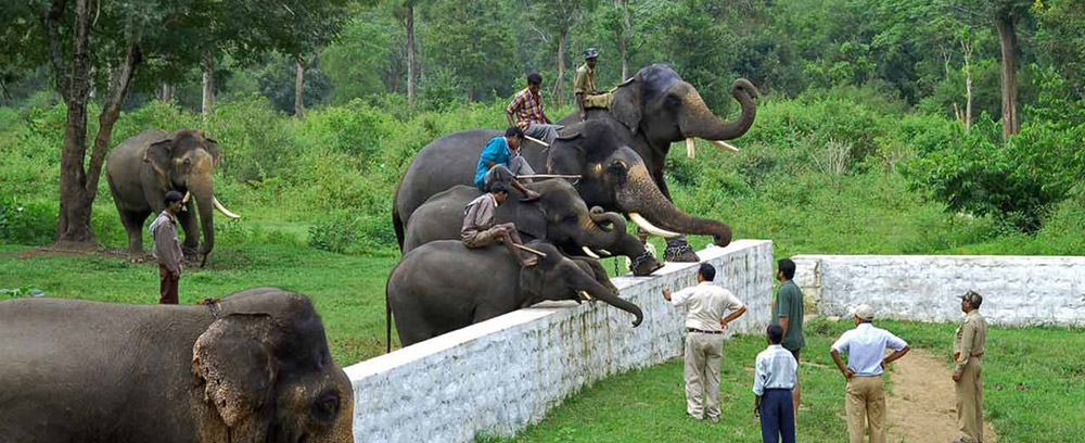 Dubare Elephant Camp