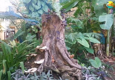 Ganesh Garden