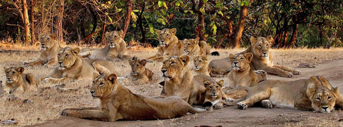 Gir Forest