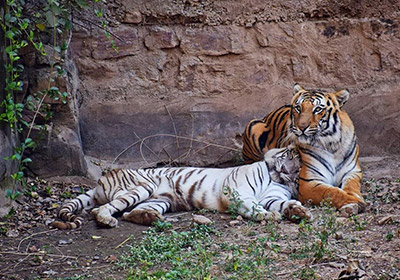Gwalior Zoo
