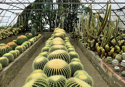 Kalimpong Cactus Nursery