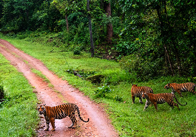 Visit Kanha National Park