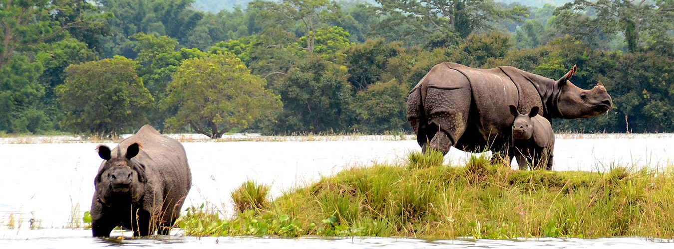 kaziranga