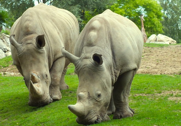 kaziranga