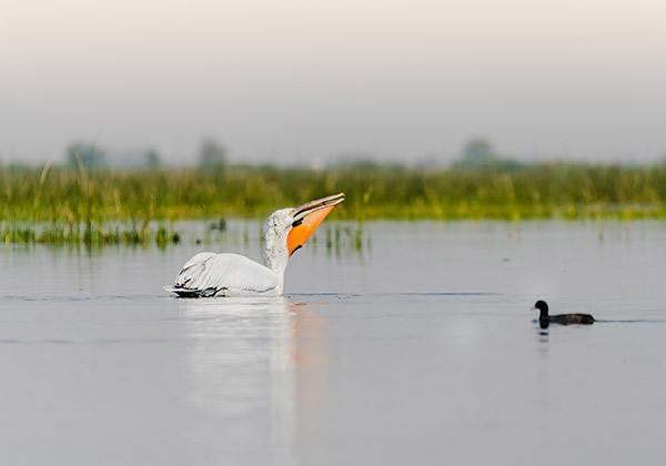 Nalsarovar Lake