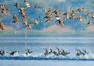 Okhla Bird Sanctuary