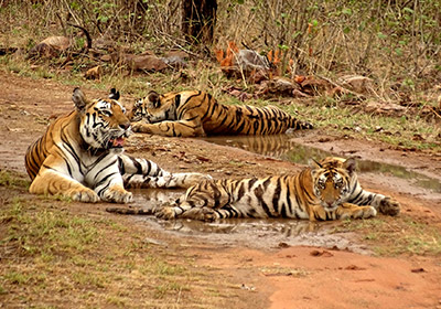 Panna National Park
