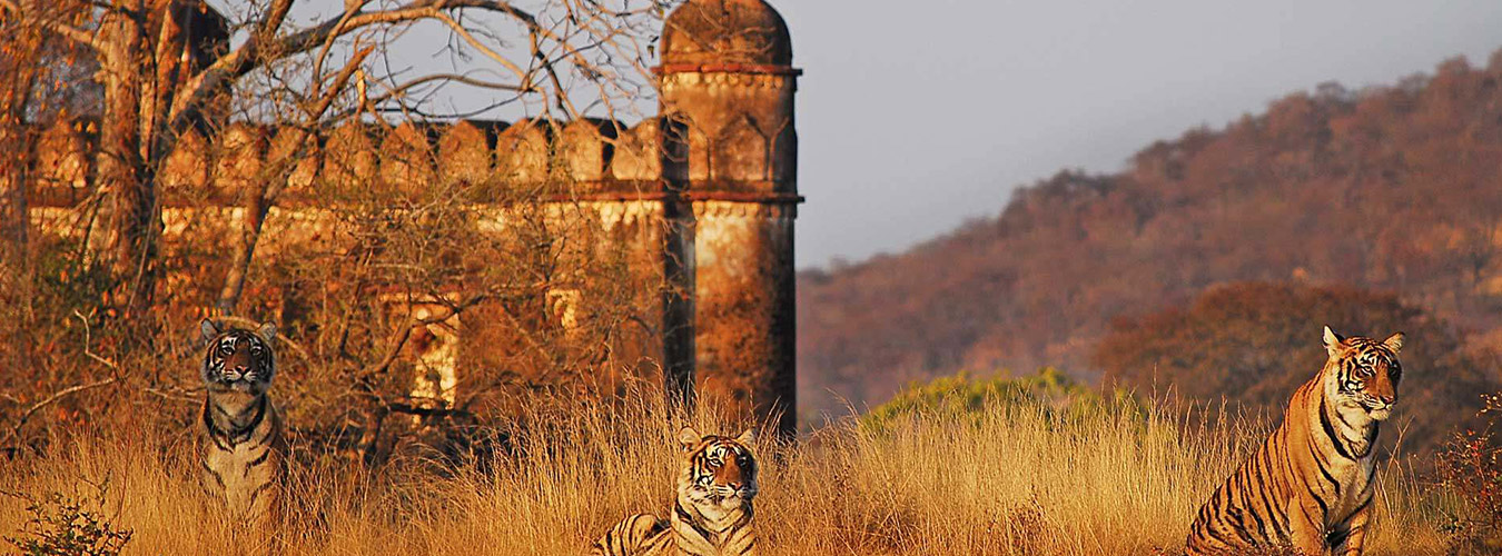 ranthambore