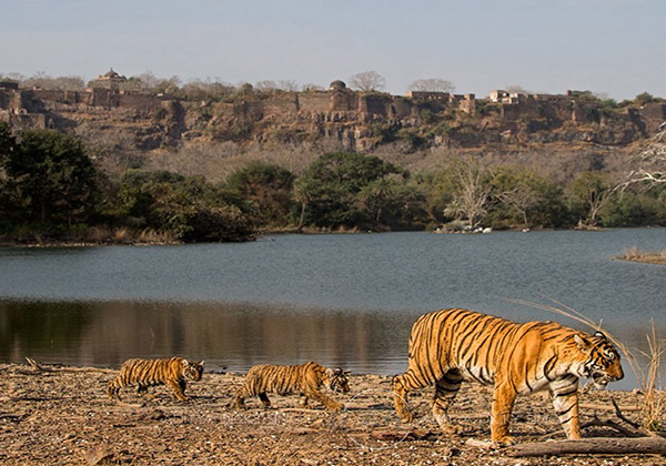Ranthambore National Park