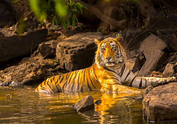 ranthambore