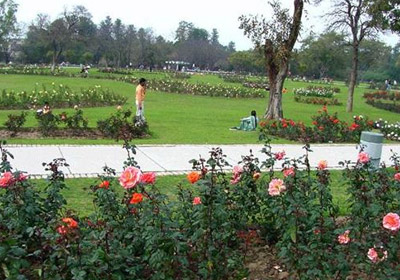 Rose Garden