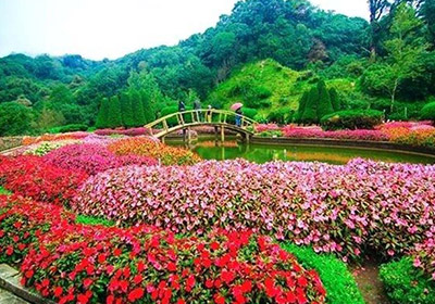 Rose garden