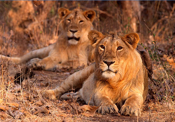 Sasan-Gir National Park