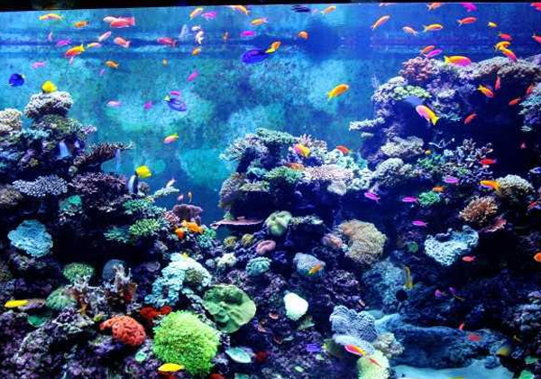 Sea World Aquarium