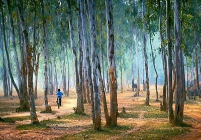 Sonajhuri Forest