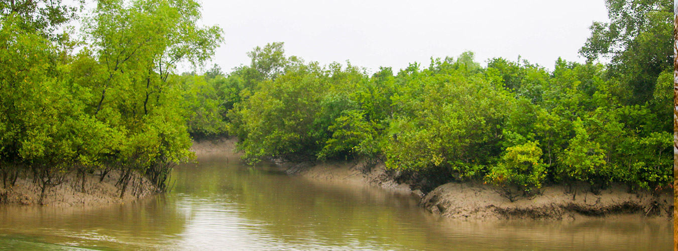 sundarbans