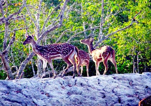 sunderbans