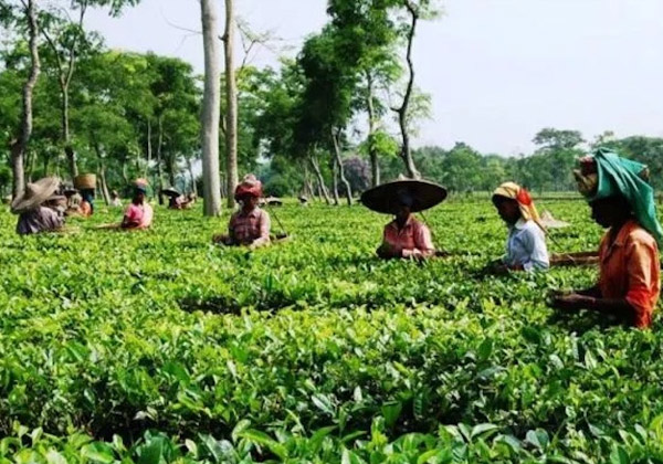 Tea Gardens, Kaziranga