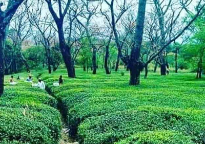 Tea Gardens