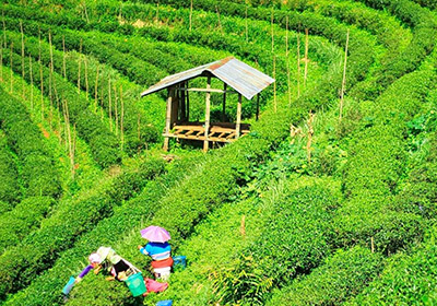 Tea Plantations