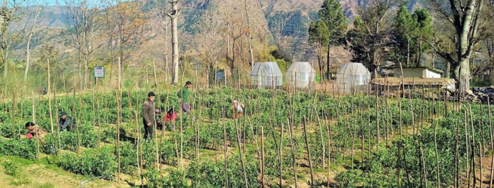 Farm-to-Table Experiences: Embracing Nature's Bounty